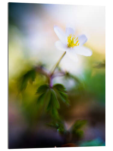 Gallery Print Buschwindröschen, Anemonoides nemorosa