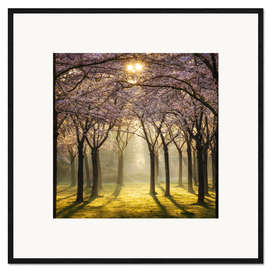 Impresión de arte enmarcada Sakura