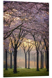 Acrylic print Cherry trees at sunrise