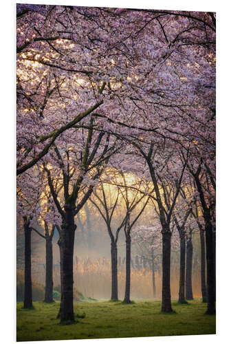 PVC print Cherry trees at sunrise