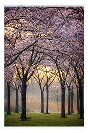 Poster Cerisiers au lever du soleil
