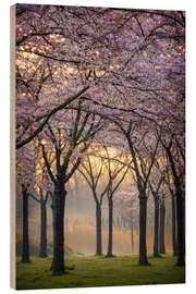 Wood print Cherry trees at sunrise