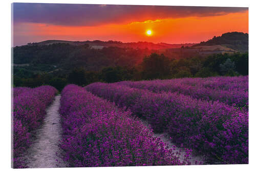 Akrylglastavla Lavender Flowering in Langhe