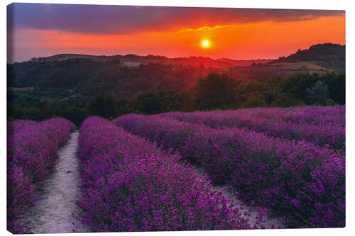 Canvas print Lavender Flowering in Langhe