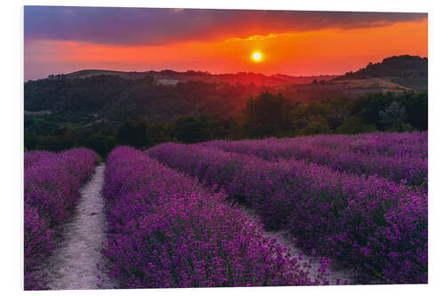 PVC-tavla Lavender Flowering in Langhe