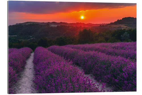 Tableau en plexi-alu Floraison de lavande dans les Langhe