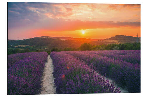 Aluminium print Lavender blossom in the sunset