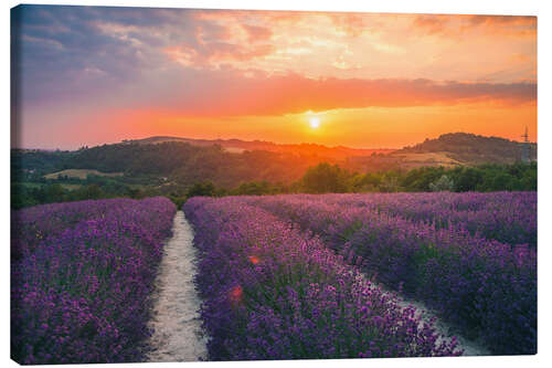 Canvas print Lavender blossom in the sunset