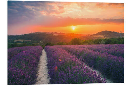 Tableau en plexi-alu Fleur de lavande au coucher du soleil