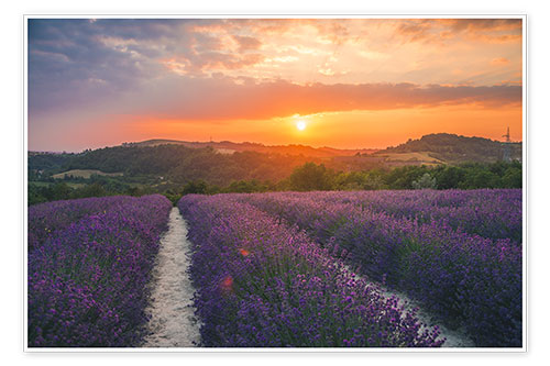 Poster Lavendelblüte im Sonnenuntergang