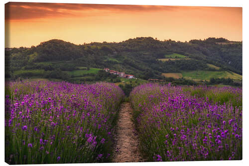 Obraz na płótnie Path through the lavender flowers