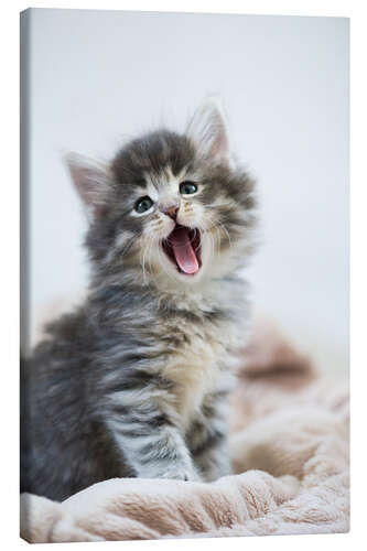 Canvas print Yawning kitten