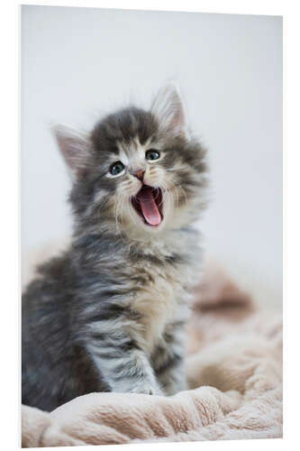 Foam board print Yawning kitten