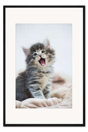 Gerahmter Kunstdruck Gähnendes Kätzchen
