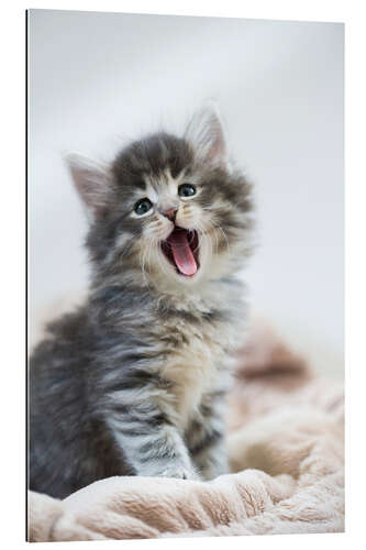 Galleritryk Yawning kitten