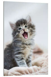 Galleriprint Yawning kitten