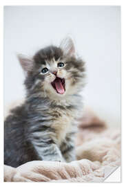 Selvklebende plakat Yawning kitten