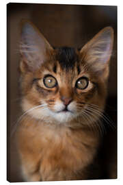 Canvas print Somali kitten I