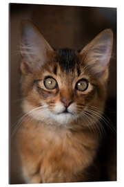 Gallery print Somali kitten I