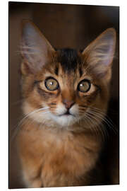 Magnettafel Somali Kitten I