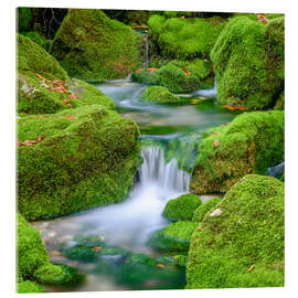 Obraz na szkle akrylowym In the green streambed