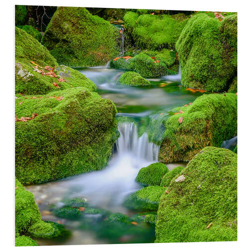 Foam board print In the green streambed