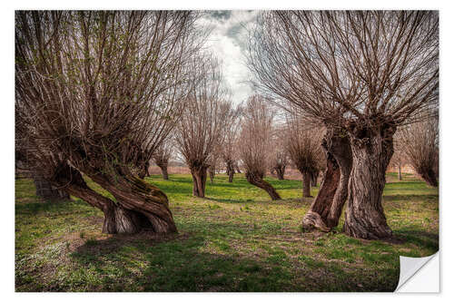 Naklejka na ścianę Fairytale forest