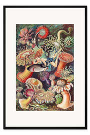 Gerahmter Kunstdruck Anemonenmädchen