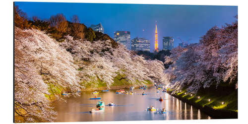 Aluminiumsbilde Cherry trees at night, Tokyo