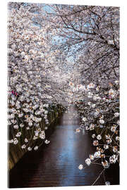 Acrylglasbild Kirschblüten in Tokio - Matteo Colombo