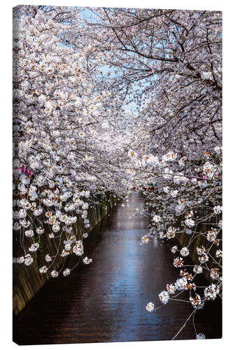 Leinwandbild Kirschblüten in Tokio