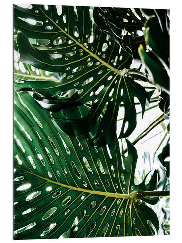 Quadro em plexi-alumínio Monstera II