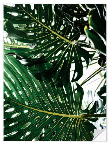 Selvklebende plakat Monstera II