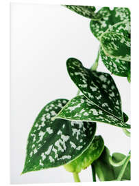 Stampa su PVC Green Leaves III