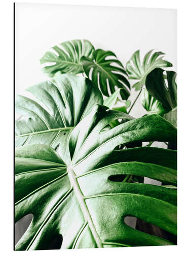 Aluminium print Monstera III