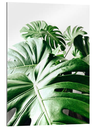 Gallery print Monstera III