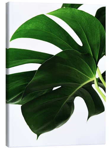 Canvas print Monstera IV