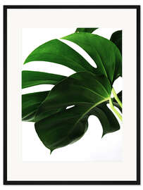 Gerahmter Kunstdruck Monstera IV