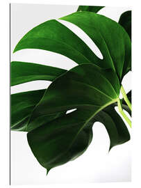 Gallery print Monstera IV