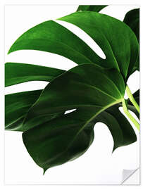 Wall sticker Monstera IV