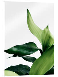 Gallery print Green Leaves V