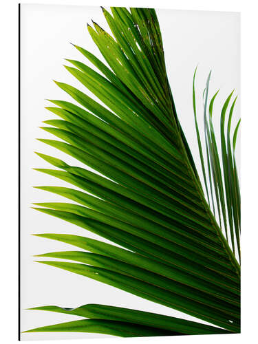 Alumiinitaulu Palm Leaf