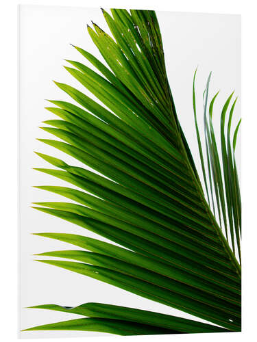 Foam board print Palm Leaf