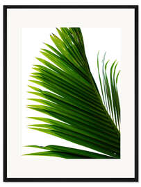 Gerahmter Kunstdruck Palmblatt