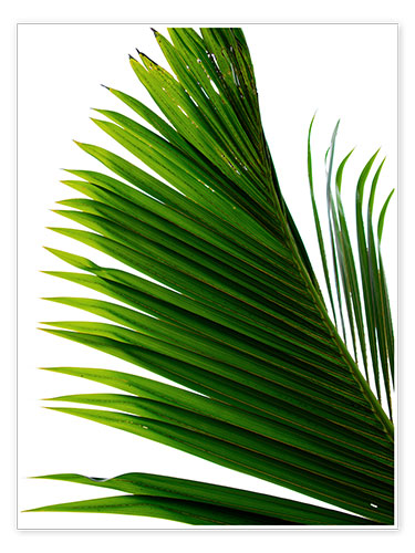 Poster Foglia di palma