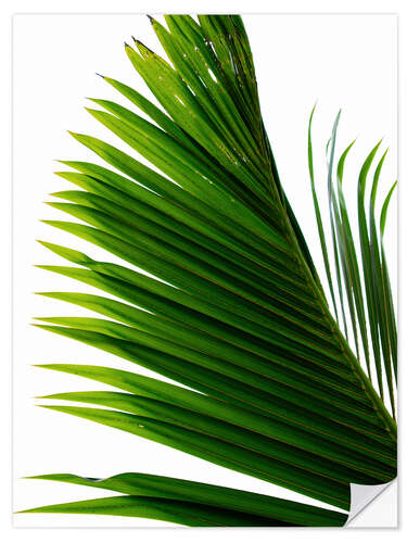 Naklejka na ścianę Palm Leaf