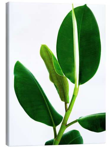 Tableau sur toile Green Leaves VI