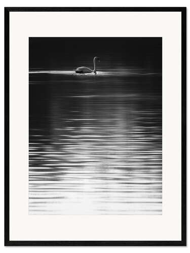 Framed art print Swan