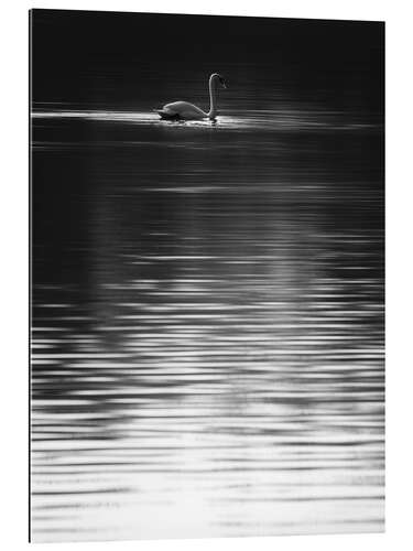 Tableau en plexi-alu Cygne