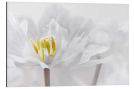 Tableau en aluminium Tulipe